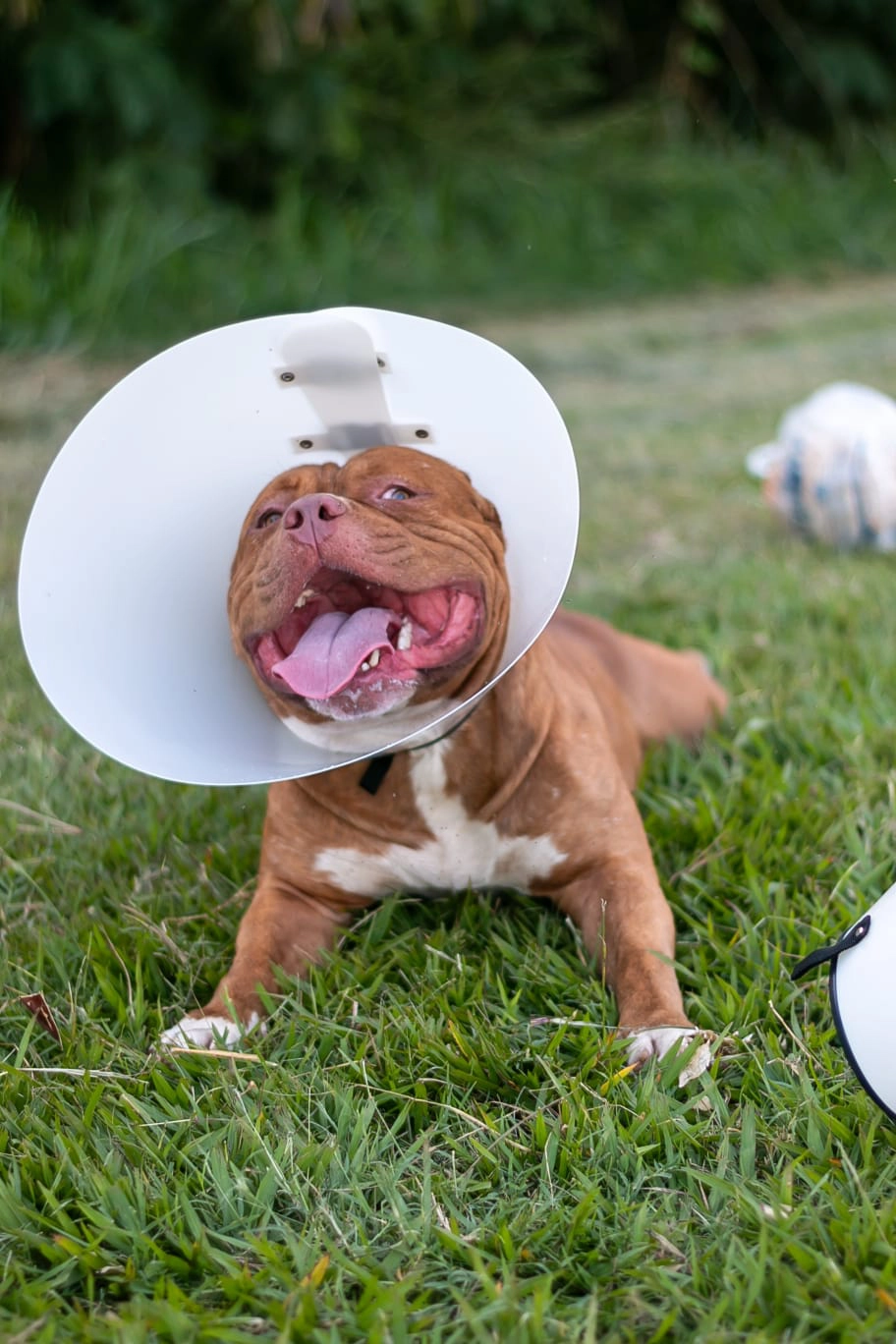 Top Pet, Comprar colar elizabetano e fucinheira em sorocaba e região